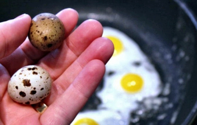 Польза перепелиных яиц для женщины thumbnail